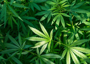 Ugandans now allowed to grow marijuana for medical use as Museveni assents to law