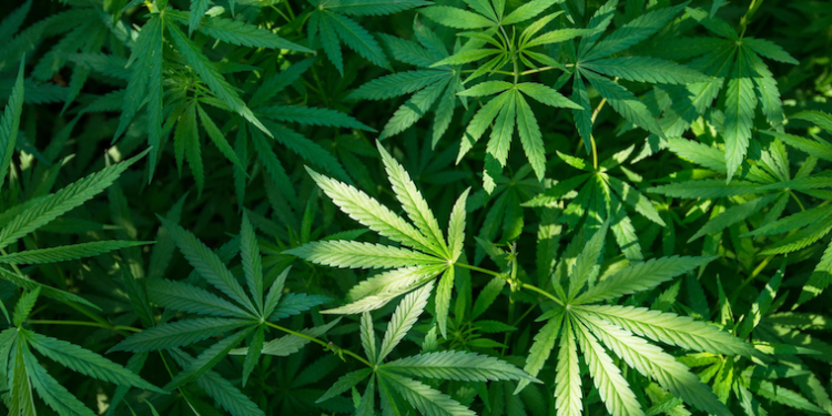 Ugandans now allowed to grow marijuana for medical use as Museveni assents to law