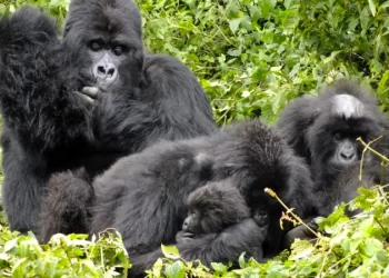 Parliament orders forensic audit into gorilla permit fraud