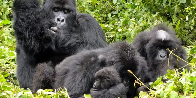 Parliament orders forensic audit into gorilla permit fraud
