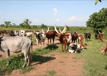 Farmers to pay for foot and mouth disease vaccines