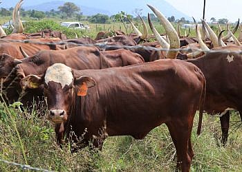 NARO announces  breakthrough for Uganda’s anti-tick vaccine