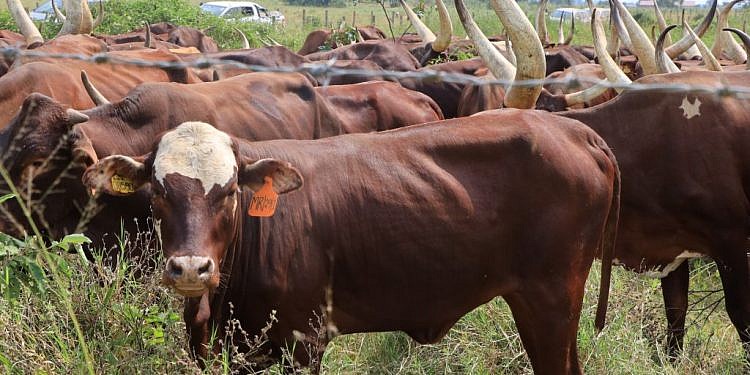 NARO announces breakthrough for Uganda’s anti-tick vaccine