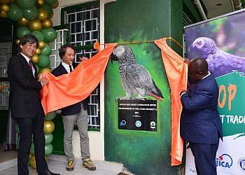 African grey parrot conservation centre opened at UWEC