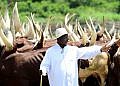 Museveni: Here is why cows are not taxed