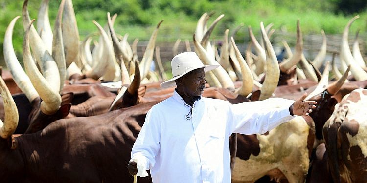 Museveni: Here is why cows are not taxed