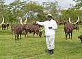 Farm manager arrested over theft of Museveni’s cows