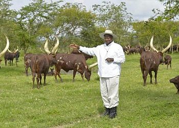 Farm manager arrested over theft of Museveni’s cows