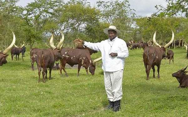 Farm manager arrested over theft of Museveni’s cows