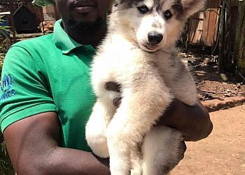 Police organises first ever national dog walk in Kampala