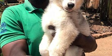 Police organises first ever national dog walk in Kampala