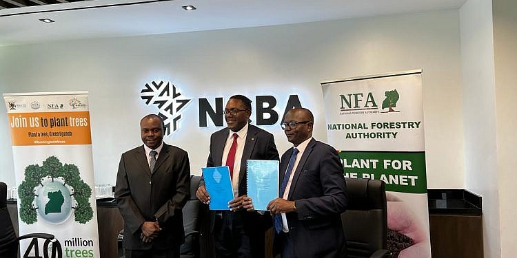 NCBA Bank, NFA enter partnership to plant 20,000 trees
