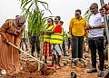 KCCA uproots trees planted in Kampala during NAM, G77 summits 
