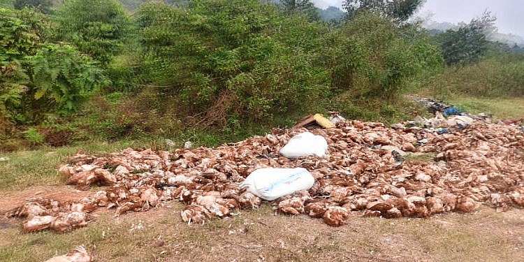 Masaka chicken died of antibiotics overdose-  gov’t