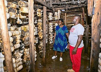 Kampala mushroom farmers share success stories, applaud Museveni for inspiration