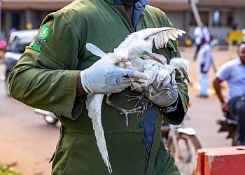 KCCA relocates birds after public backlash over cutting down Kampala trees