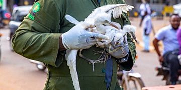 KCCA relocates birds after public backlash over cutting down Kampala trees