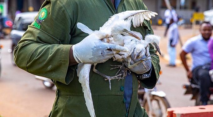 KCCA relocates birds after public backlash over cutting down Kampala trees