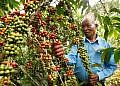 Gov’t starts registration of coffee farmers ahead of EU deadline