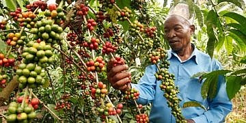 Gov’t starts registration of coffee farmers ahead of EU deadline