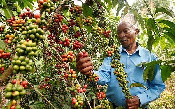 Gov’t starts registration of coffee farmers ahead of EU deadline