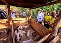 Museveni: Here is why I visit farmers with  few pigs and chicken, not the well-established ones