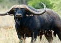 American national  killed by buffalo he was hunting in Karamoja