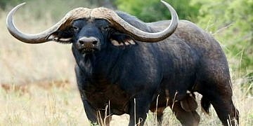 American national  killed by buffalo he was hunting in Karamoja