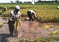 Mbale environmental officer on the spot over misappropriating cash for locals ejected from wetlands