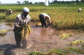 Mbale environmental officer on the spot over misappropriating cash for locals ejected from wetlands