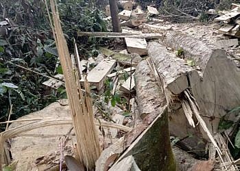 Three arrested over illegal logging in Mabira Forest