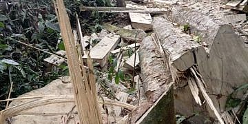 Three arrested over illegal logging in Mabira Forest