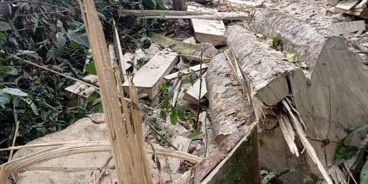Three arrested over illegal logging in Mabira Forest