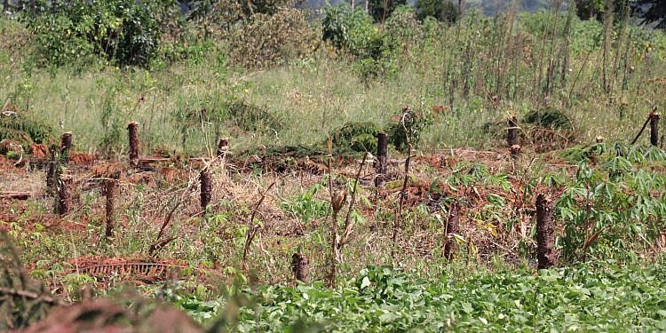 NFA cancels 112 land titles in forest reserves