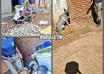 Bugiri: Police sniffer dog leads to arrest of suspects involved in coffee theft