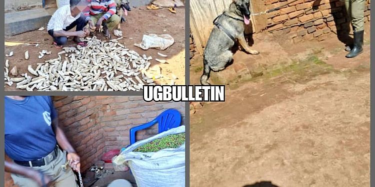 Bugiri: Police sniffer dog leads to arrest of suspects involved in coffee theft