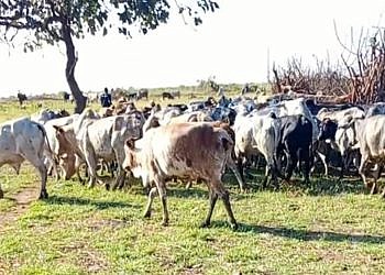 Two armed cattle raiders shot dead as UPDF steps up anti-theft operations