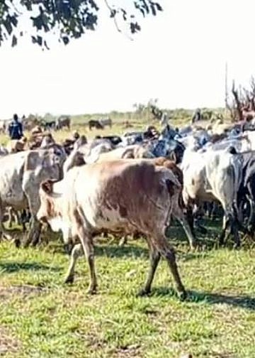 Two armed cattle raiders shot dead as UPDF steps up anti-theft operations