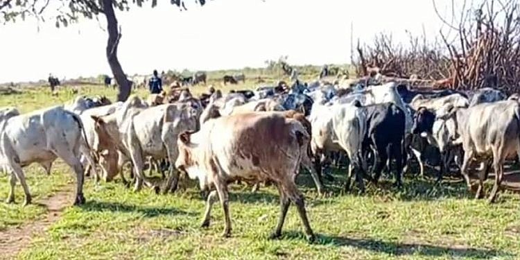 Two armed cattle raiders shot dead as UPDF steps up anti-theft operations