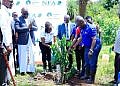Centenary Bank, NFA hit the ground running to restore 20 hectares of Masindi Forest Reserve
