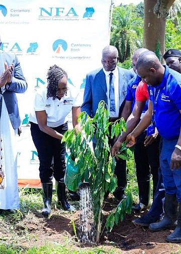 Centenary Bank, NFA hit the ground running to restore 20 hectares of Masindi Forest Reserve