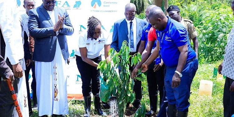 Centenary Bank, NFA hit the ground running to restore 20 hectares of Masindi Forest Reserve