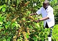Retired civil servant picking cash from coffee trees hails Museveni for opening his eyes