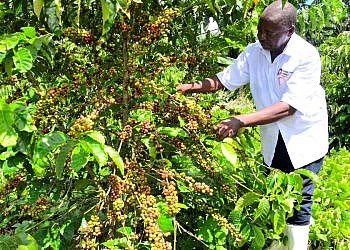 Retired civil servant picking cash from coffee trees hails Museveni for opening his eyes