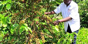 Retired civil servant picking cash from coffee trees hails Museveni for opening his eyes