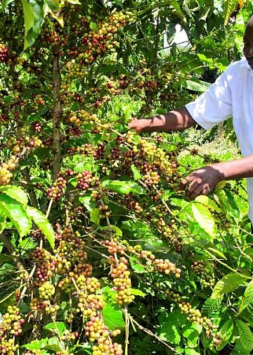 Retired civil servant picking cash from coffee trees hails Museveni for opening his eyes