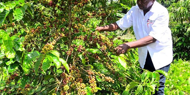 Retired civil servant picking cash from coffee trees hails Museveni for opening his eyes