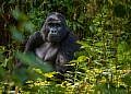 UWA, WWF kickoff gorilla, chimpanzee census in Bwindi Forest