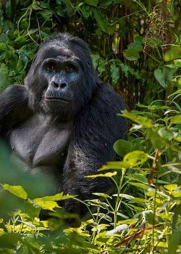 UWA, WWF kickoff gorilla, chimpanzee census in Bwindi Forest