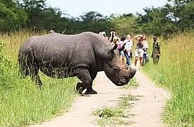 UWA dismisses false reports on Ziwa Rhino Sanctuary closure